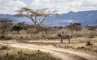SUN CITY-BASED SOUTH AFRICAN SAFARI RALLY TAKES ITS PLACE IN THE W2RC FOR THE FIRST TIME
